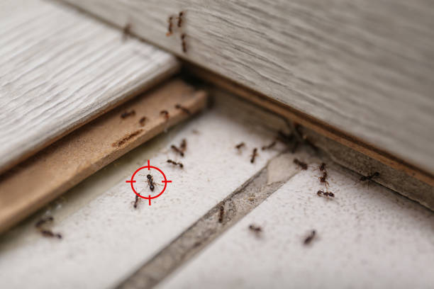 Best Exterminator Services  in Belmont, CA
