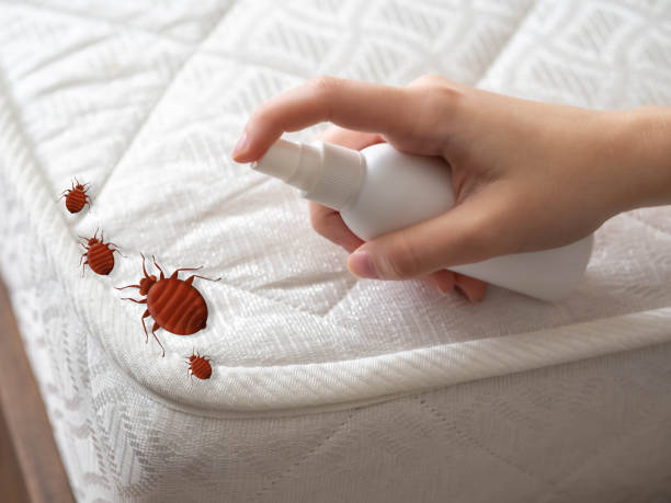 Best Local Pest Control Services  in Belmont, CA