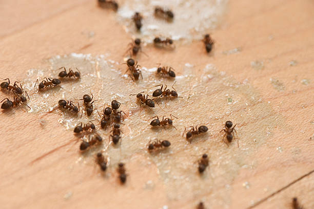 Wasp Removal Services in Belmont, CA