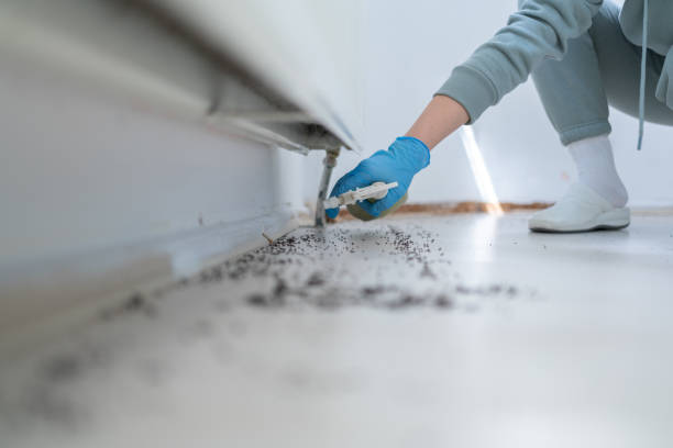 Best Wasp Removal Services  in Belmont, CA
